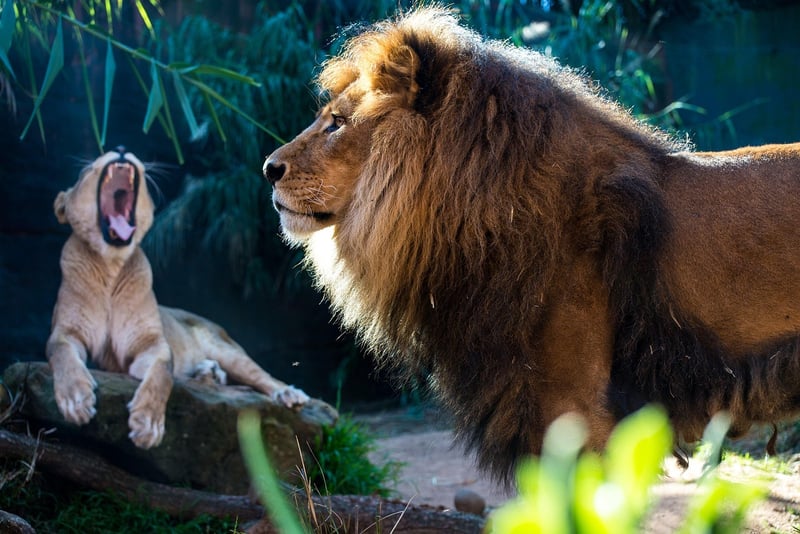 Jungle Adventures