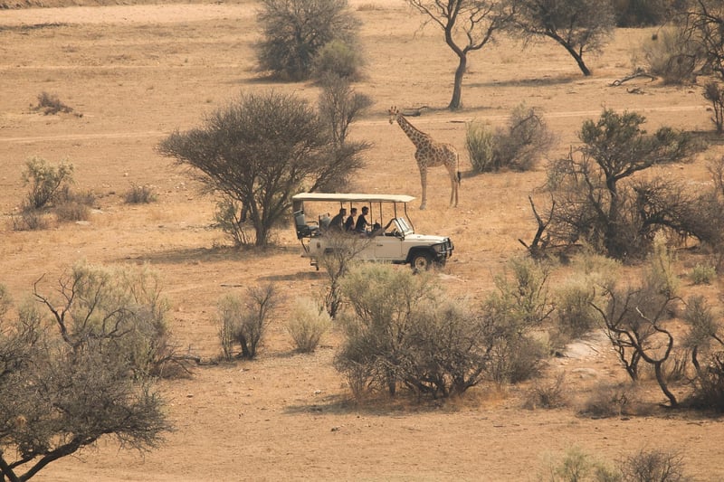 Wildlife Tours