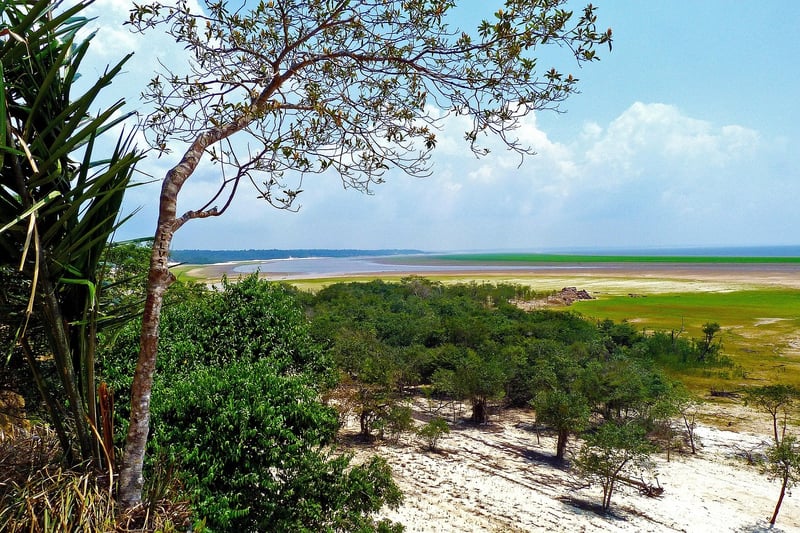 Amazon Rainforest