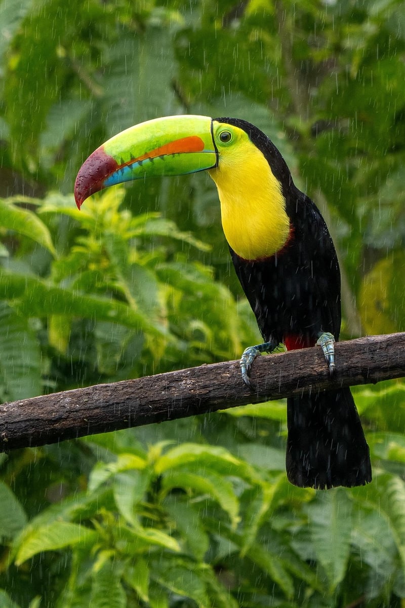 Monteverde Cloud Forest