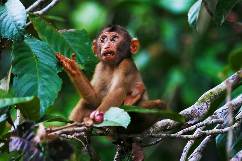 Borneo Rainforest