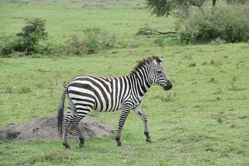 Masai Mara National Reserve, Kenya