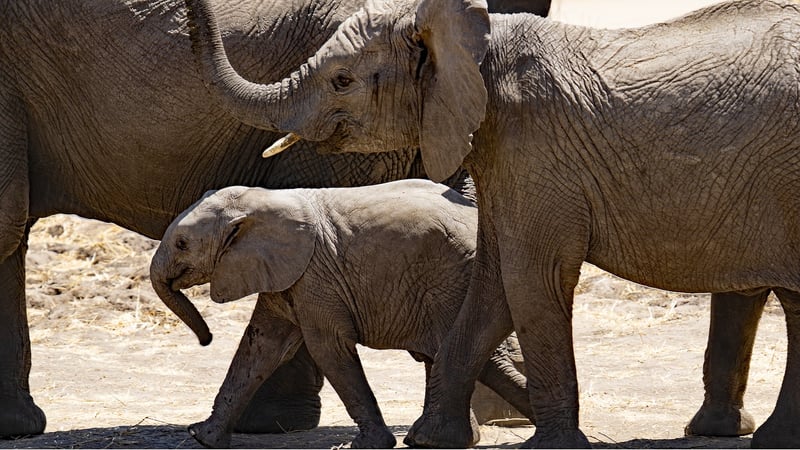 Serengeti National Park, Tanzania